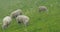 Norway. domestic sheep grazing in hilly Norwegian pasture. Sheep eating fresh spring grass in green meadow. Sheep