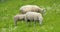 Norway. Domestic Sheep Grazing In Hilly Norwegian Pasture. Sheep Eating Fresh Spring Grass In Green Meadow. Sheep