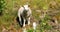 Norway. Domestic Sheep Lamb Grazing In Hilly Norwegian Pasture. Sheep Eating Fresh Spring Lush And Grass In Green Meadow