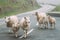 Norway. Escaped Domestic Sheep And Lamb Walking In Hilly Norwegian Road. Misty Spring Day. Sheep Farming