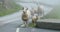 Norway. Escaped Domestic Sheep And Lamb Walking In Hilly Norwegian Road. Misty Spring Day. Sheep Farming