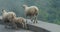 Norway. Escaped Domestic Sheep Running In Hilly Norwegian Road. Misty Spring Day. Sheep Farming