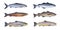 Norway fish set. Whitefish, arctic char, brook brown trout, pollock fish, coalfish, saithe, cod fish