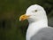 Norway - larus argentatus