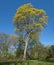 Norway Maple (Acer platanoides)