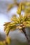 Norway Maple (Acer platanoides) against Blue Sky, backlite, spring