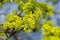 Norway Maple Acer platanoides in blossom