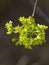 Norway maple Acer platanoides in blossom