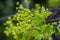 Norway maple Acer platanoides in blossom