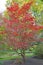 Norway maple  `Crimson King` Acer platanoides Crimson King in the autumn park