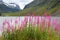 Norway nature - fireweed flowers