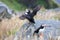 Norway puffins birdwatching