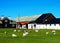 Norway sheep farm background