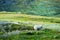 Norway sheep in mountains background