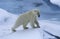 Norway Spitsbergen Polar Bear in snow