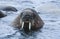 Norway Spitsbergen Walruse in water close up