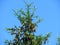 Norway spruce Abies abies Pine tree top branches, coniferous resinous tree, pine cones against blue sky.