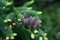 Norway Spruce baby purple pinecones on tree branch