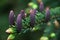 Norway Spruce purple pinecones on branch