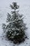 Norway spruce sapling covered with snow