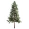 Norway Spruce Tree Isolated