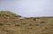 Norway, Young reindeers walking in the nature north of Hammerfest