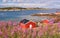 Norwegian bay at low tide, around flowers Rosebay Willowherb