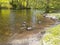 Norwegian blue, green, white river ducks