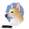 Norwegian, buhund canine originated from Scandinavia, digital art. Isolated puppy from Norway poster with text and breed