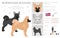 Norwegian Buhund clipart. Different poses, coat colors set