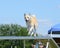 Norwegian Buhund at a Dog Agility Trial