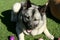 Norwegian Elkhound Dog Laying on Grass