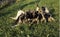 Norwegian Elkhound Dog, Mother with Puppies suckling