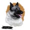 Norwegian elkhound, domestic mammal of spitz type digital art. Isolated watercolor portrait, dog originated from Norway