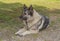 Norwegian Elkhound gray