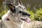 This Norwegian Elkhound smiles for her animal portrait.