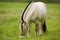 Norwegian Fjord horse