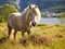 Norwegian Fjord Horse