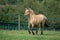 Norwegian Fjord Horse