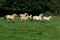 Norwegian Fjord Horse, Herd Galloping through Meadow