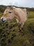 Norwegian Fjord Horse in natural conditions