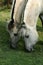 NORWEGIAN FJORD HORSE, PAIR EATING GRASS