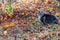 A Norwegian Forest Cat in autumn and winter in fallen foliage