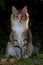 Norwegian forest cat female kitten sitting in shadow