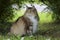 Norwegian forest cat female sits under the bushes