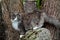 A norwegian forest cat female standing on a gray stone