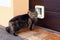 A Norwegian Forest Cat in front of a cat flap