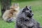 Norwegian forest cat in garden