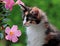 Norwegian forest cat kitten portrait and pink flowers