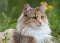 A norwegian forest cat lying in grass